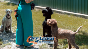 Best places to train your dog in Bakersfield