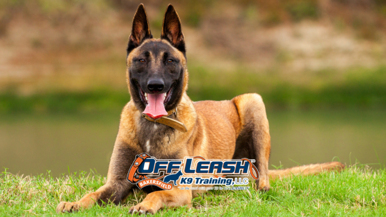 Bakersfield Dog Training Spots | Best Places to Train Your Dog
