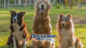 Training dogs in multi-dog households