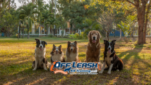 Training dogs in multi-dog households