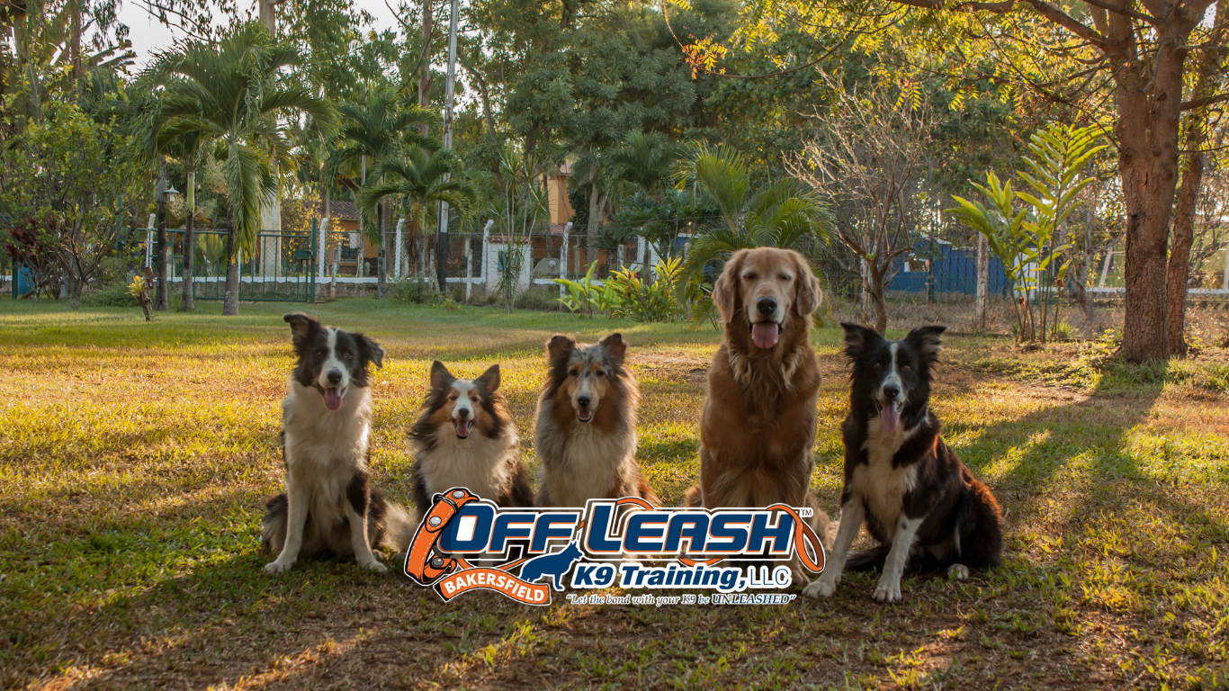 Training dogs in multi-dog households