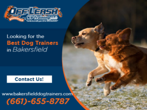 understanding stress signals in dogs