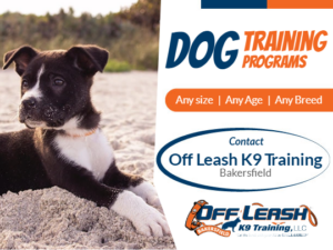 understanding stress signals in dogs