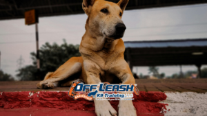 dog training etiquette in public places