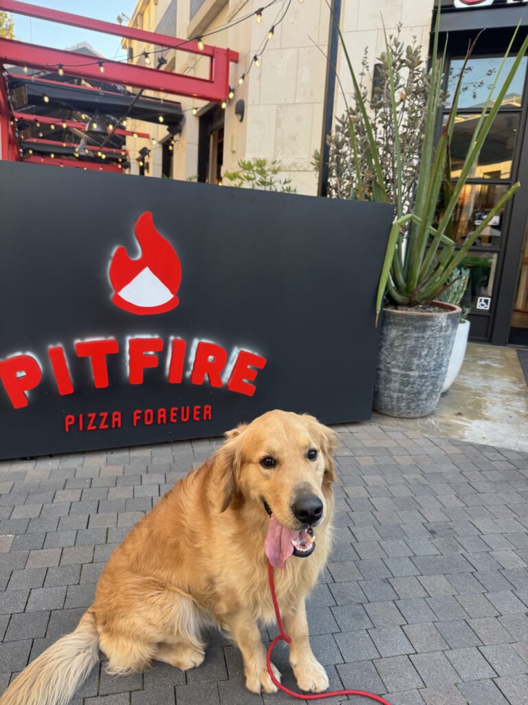 Hilo | Golden Retriever | Bakersfield, CA