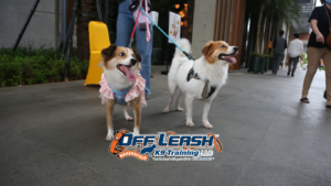 preparing dogs for local events