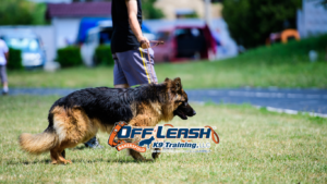 preparing dogs for local events