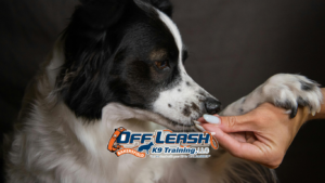 Groomer Visits Training for Dogs | Calm & Stress-Free Grooming