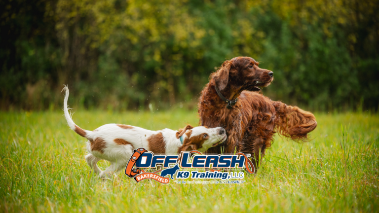 Groomer Visits Training for Dogs | Calm & Stress-Free Grooming