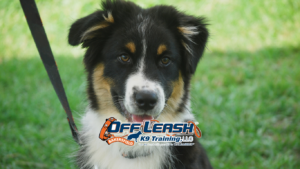 Leash manners in crowded areas