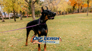 Leash manners in crowded areas