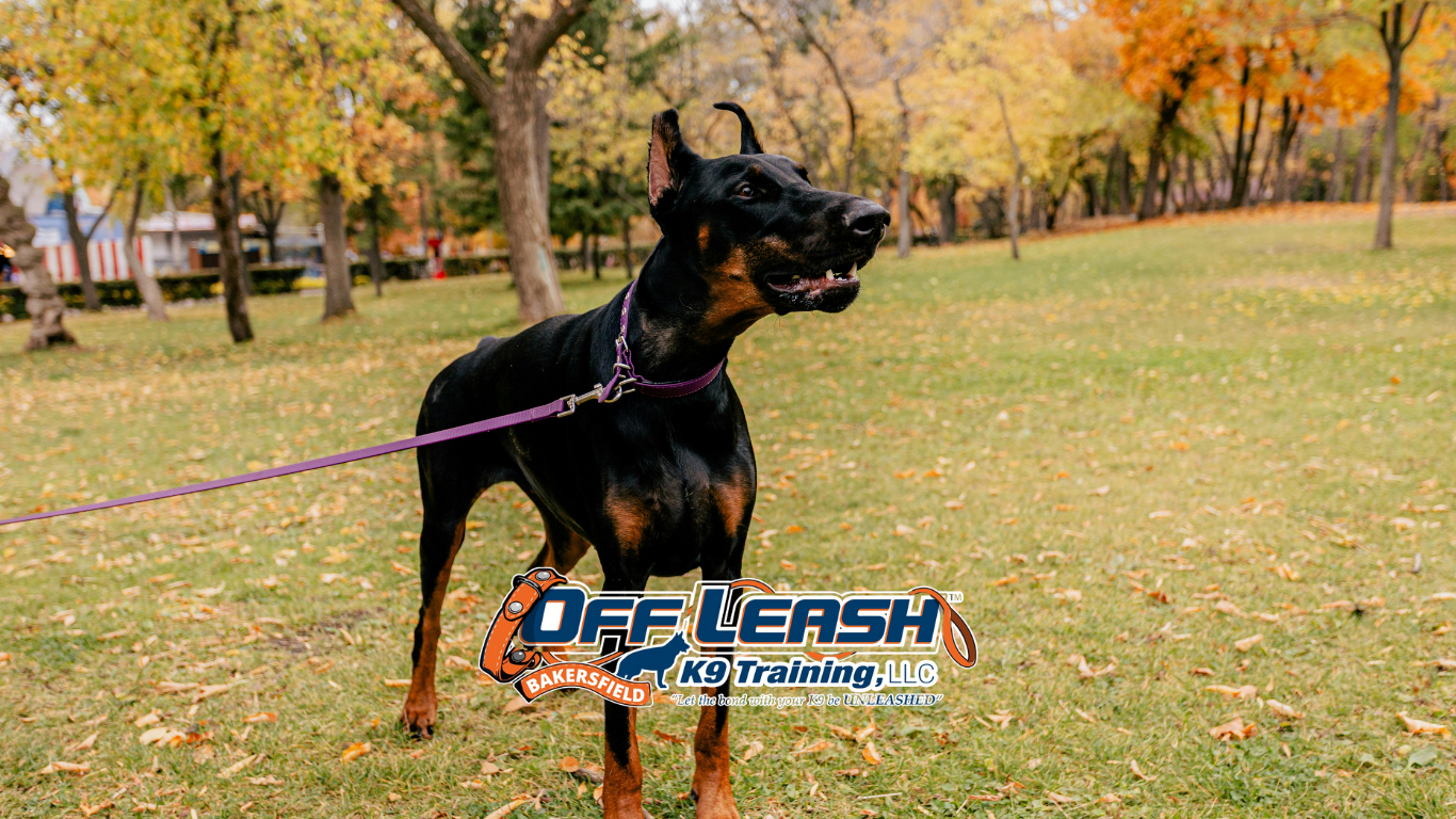 Leash manners in crowded areas