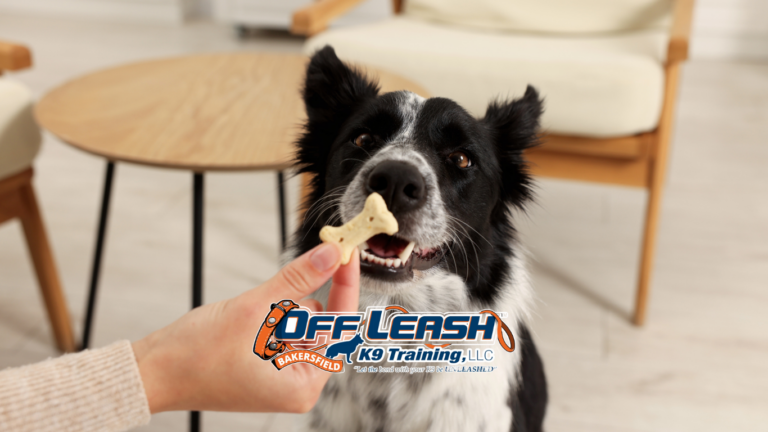 Training dogs to ignore food distractions