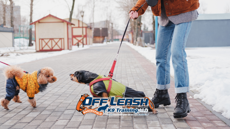 Training dogs to disengage from other dogs