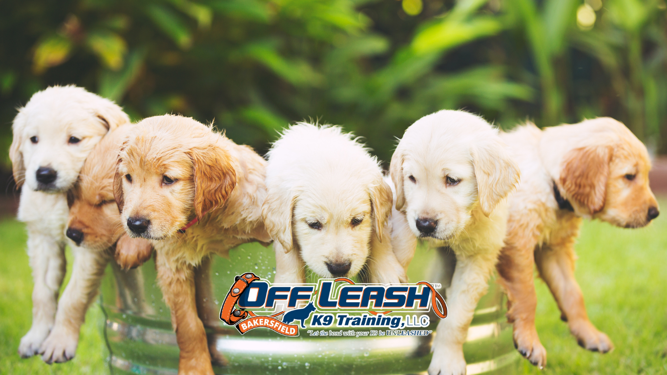 Developing impulse control in puppies