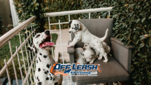 Training dogs for patios and outdoor dining