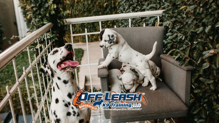 Training dogs for patios and outdoor dining