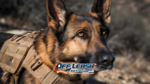 Professional Dog Training: When Is the Right Time to Start?