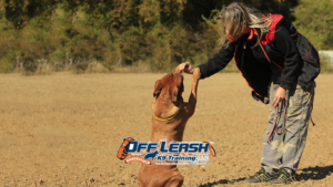 when to start professional dog training