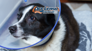 Preventing Fear Periods in Dogs from Becoming Behavior Problems