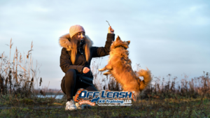 Recognizing displacement behaviors in dogs