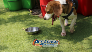 Outdoor Dog Training for Markets and Festivals