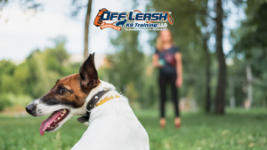 Repetition in Dog Training: Why Consistency Matters More