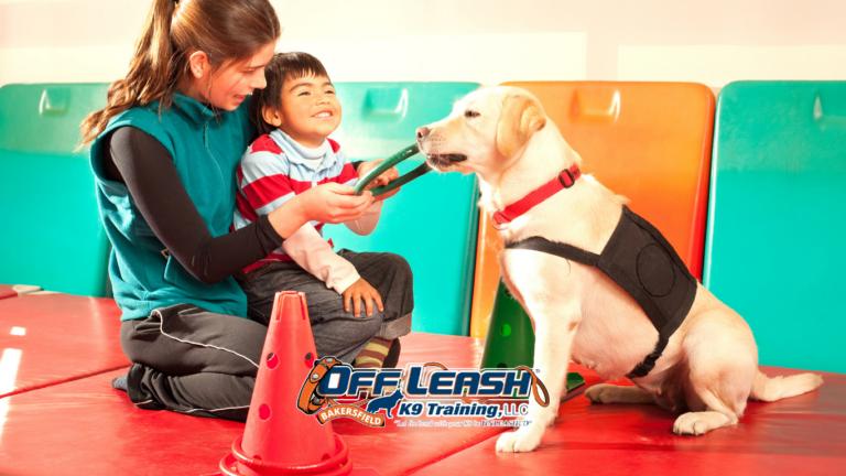 Why Consistency Matters More Than Repetition in Dog Training