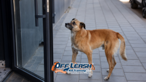 Ignore Commands: Why Dogs Ignore Commands Outside the House