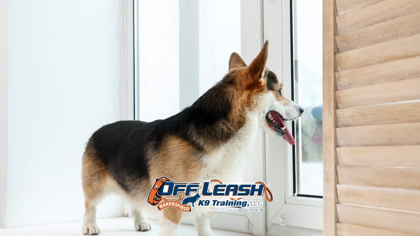 Ignore Commands: Why Dogs Ignore Commands Outside the House