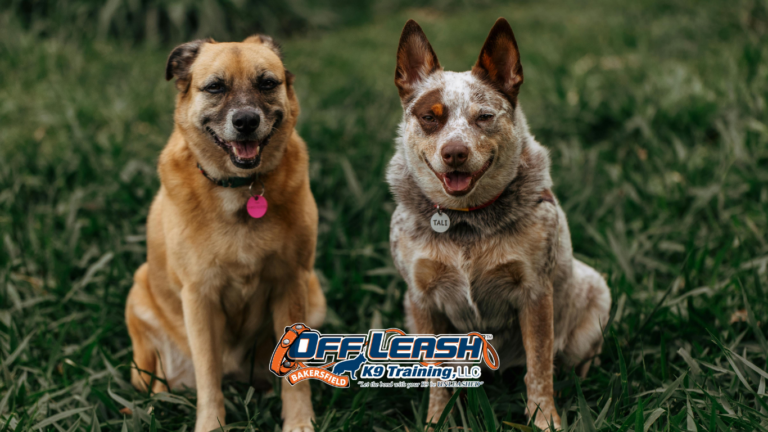 Why Structure Reduces Frustration in Dogs