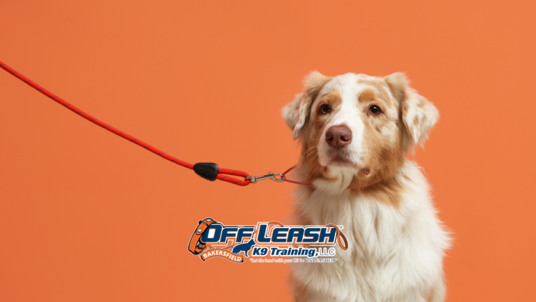 E-Collar Training: Why Dogs Don’t “Fear” It When Used Correctly