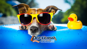Heat Distraction in Dogs | Training Tips for Bakersfield Summers