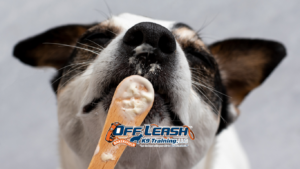 Heat Distraction: How Bakersfield Dogs Stay Focused in Extreme Temperatures