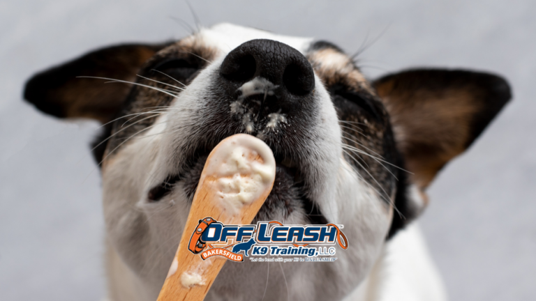 Heat Distraction: How Bakersfield Dogs Stay Focused in Extreme Temperatures