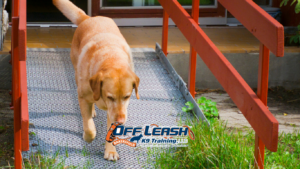 Walk Calmly Through Downtown Areas With Structured Dog Training