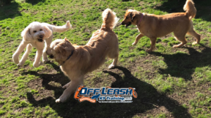 Walk Calmly Through Downtown Areas With Structured Dog Training