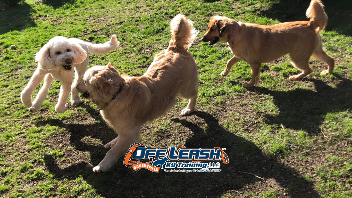 Walk Calmly Through Downtown Areas With Structured Dog Training