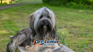 How Emotional Control Improves Obedience Performance