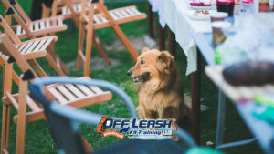 How Dogs Stay Focused During Bakersfield Community Events