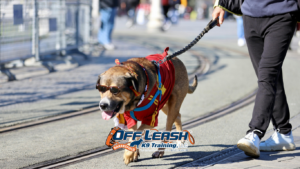 How Dogs Stay Focused During Bakersfield Community Events
