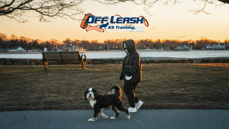 How Dogs Learn to Ignore Other Dogs on Walks