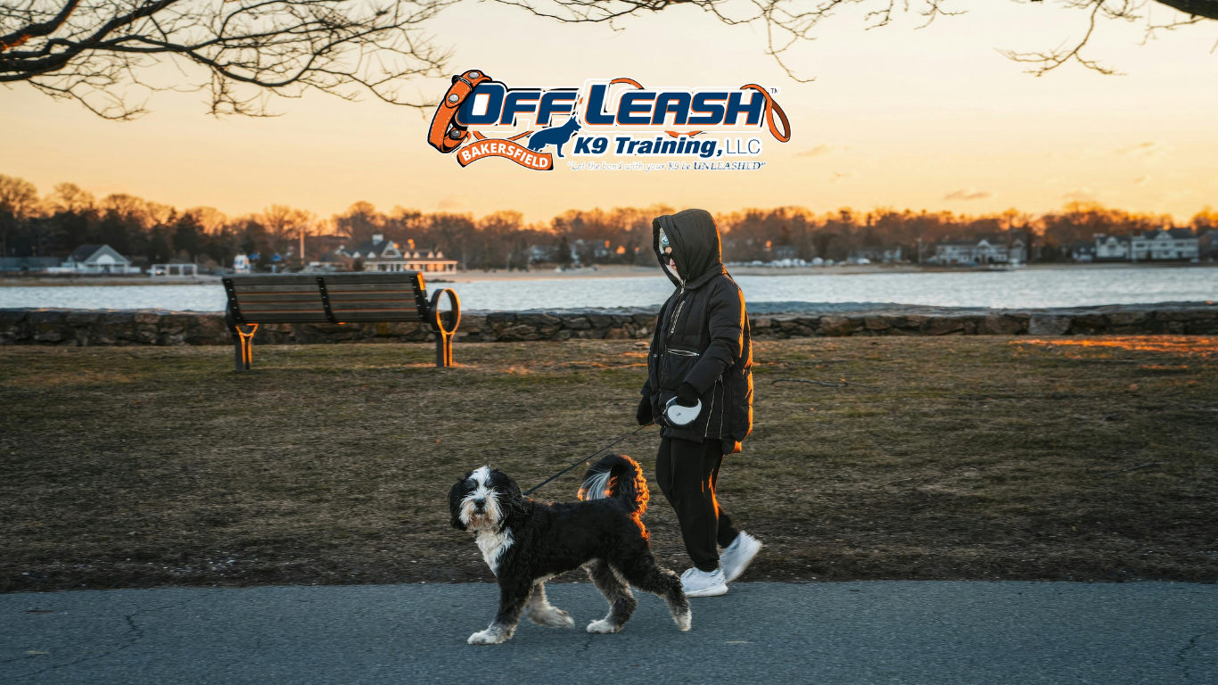 How Dogs Learn to Ignore Other Dogs on Walks