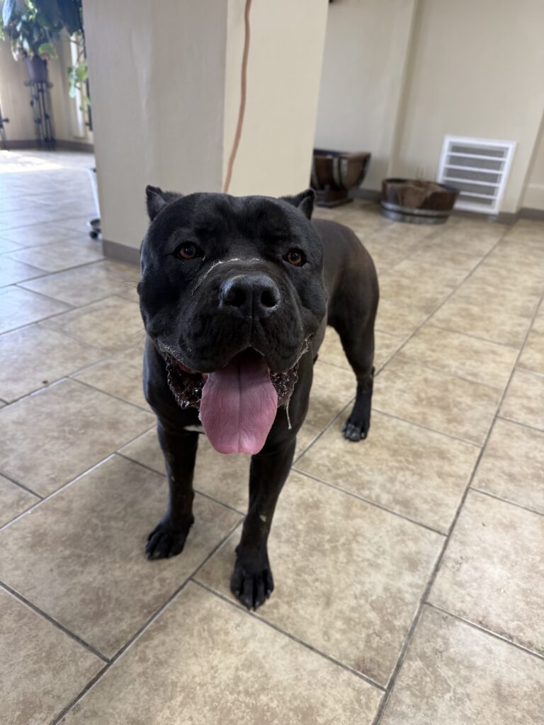 GHOST | CANE CORSO | DELANO, CALIFORNIA