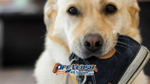 Training Dogs to Recover Quickly From Excitement