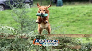 How to Train Your Dog to Ignore Street Food