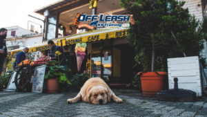 How to Train Your Dog to Ignore Street Food