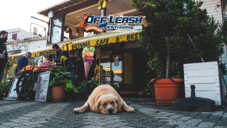 How to Train Your Dog to Ignore Street Food