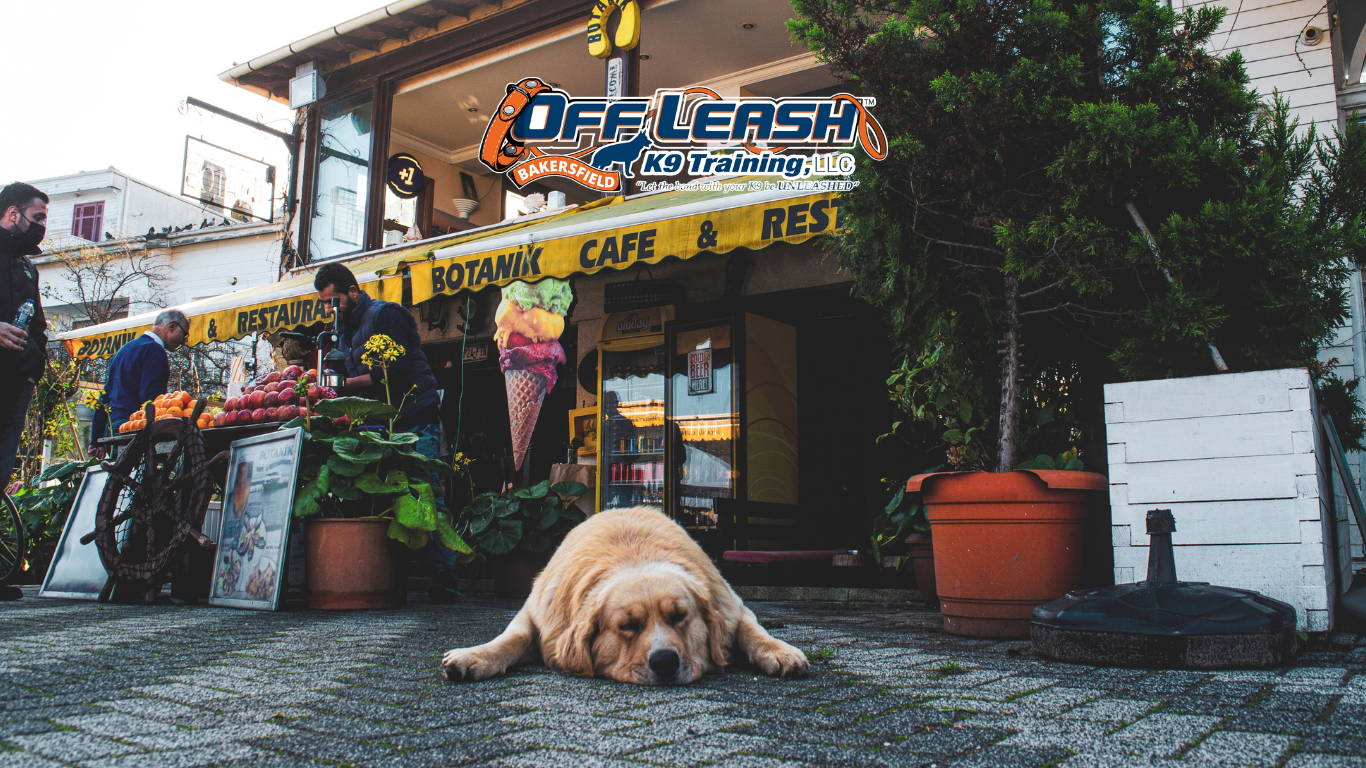 How to Train Your Dog to Ignore Street Food