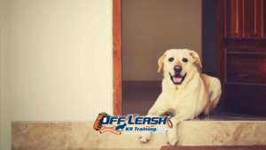 Training Dogs to Stay Calm During Doorbell Rings